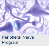 Peripheral Nerve Program